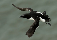 Razorbill in Flight