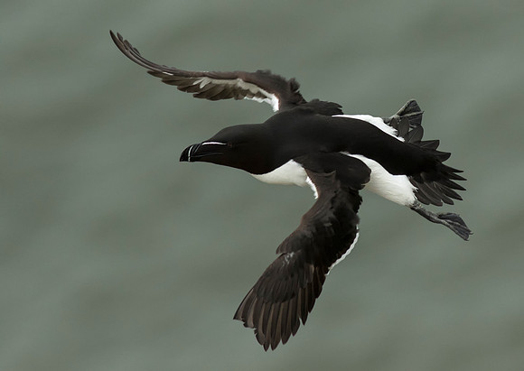 Razorbill in Flight