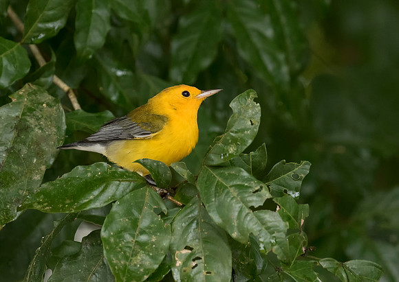 Prothonotary Warbler