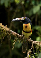 Collared Aracari