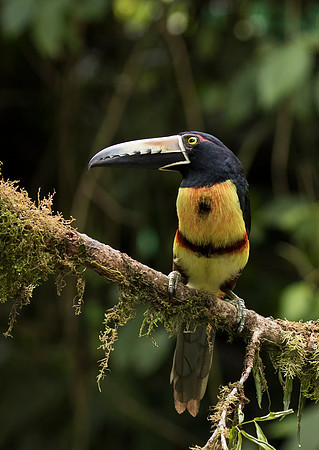 Collared Aracari