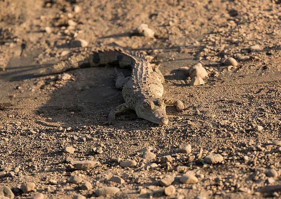 American Crocodile