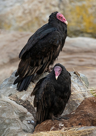 Turkey Vultures