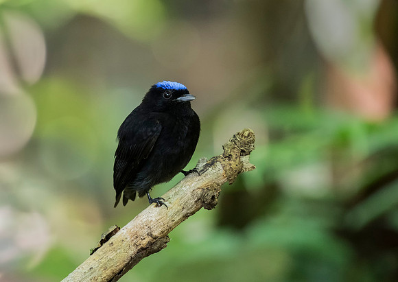 Blue-Crowned Manakin