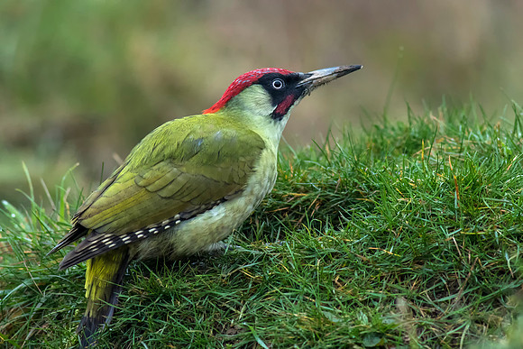 Green Woodpecker