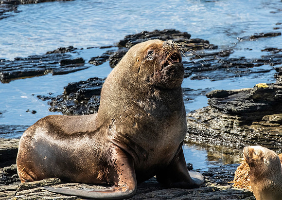Southern Sea Lion