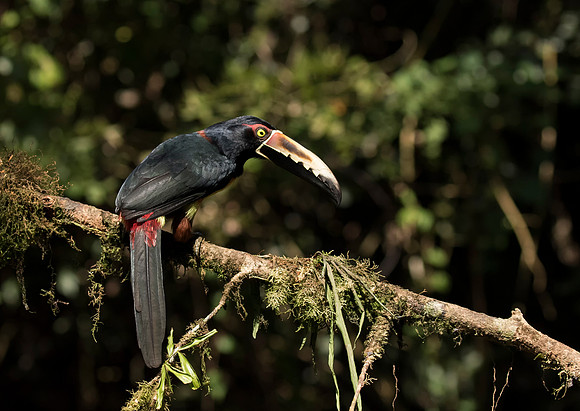 Collared Aracari