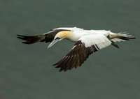 Gannet in Flight