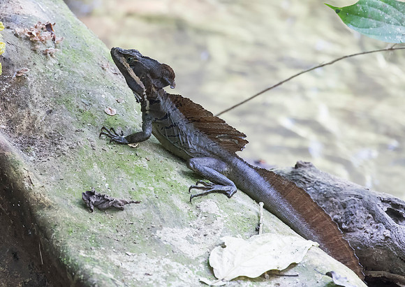 Brown Basilisk