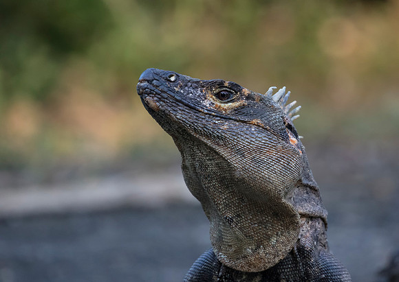 Spiny Tailed Iguana