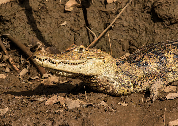 Spectacled Caiman