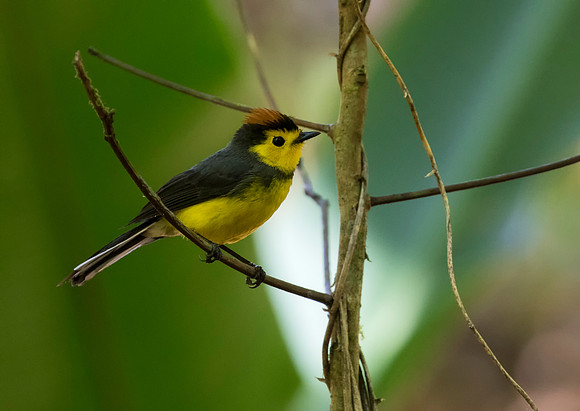 Collared Redstart