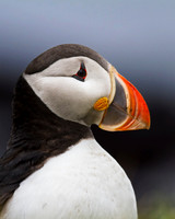 Puffin portrait
