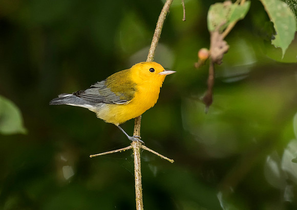Prothonotary Warbler
