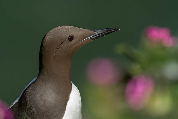 Guillemot