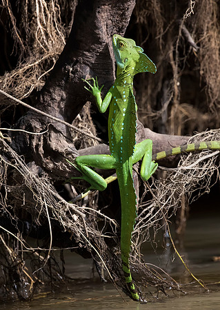 Green Basilisk
