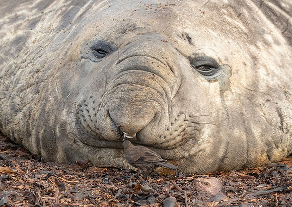 Elephant Seal