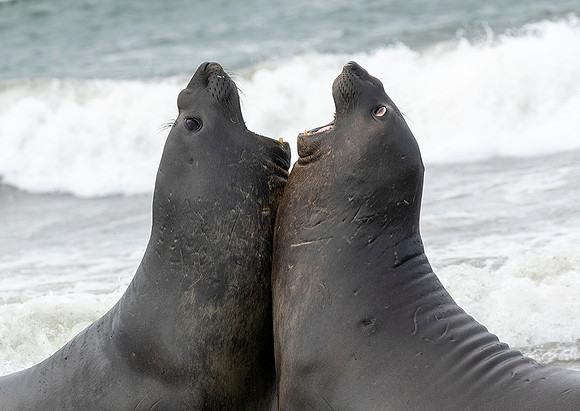Elephant Seals