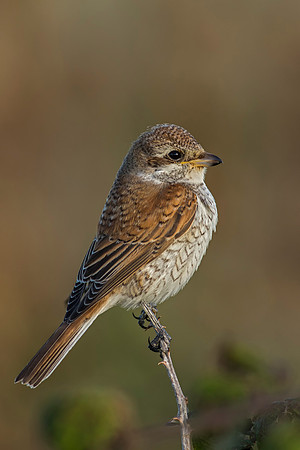 Juvenile Red Backed Shrike