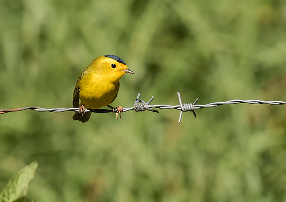 Wilson's Warbler,
