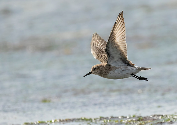 White Rumped Sandpiper in Flight