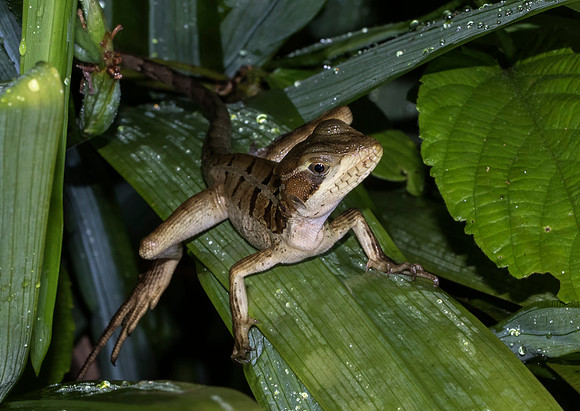 Brown Basilisk