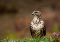 Buzzard