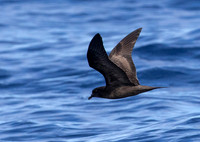Bullwer's Petrel