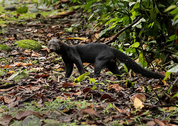 Tayra