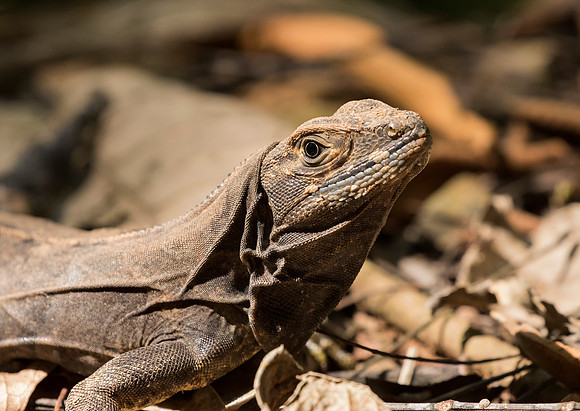 Spiny Tailed Iguana
