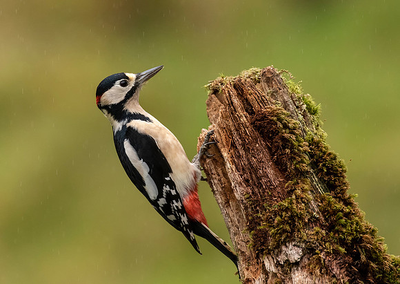 Great Spotted Woodpecker