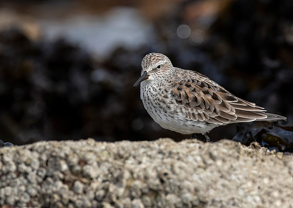 White-Rumped Sandpiper