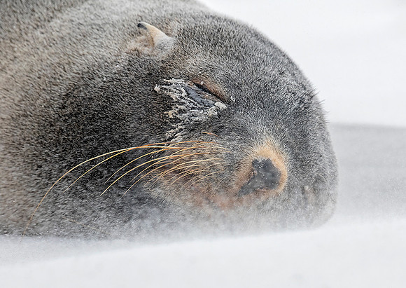 Southern Fur Seal