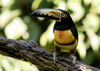 Collared Aracari