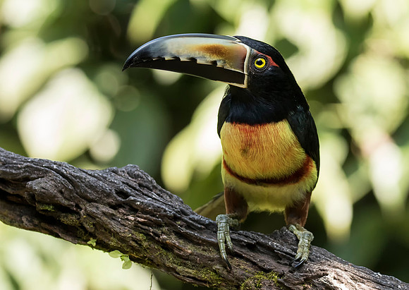 Collared Aracari