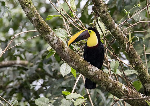 Black Mandibled Toucan