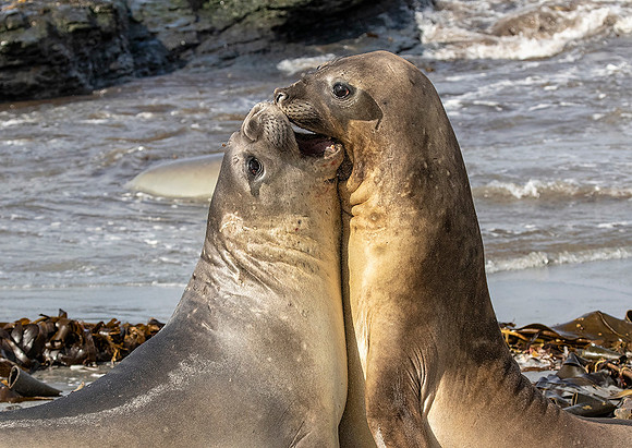 Elephant Seals