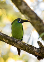 Emerald Toucanet