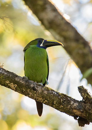 Emerald Toucanet