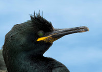 Shag