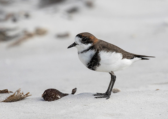 Two- Banded Plover