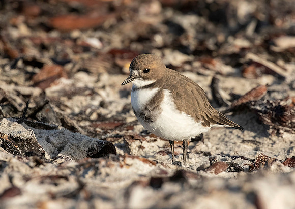 Two- Banded Plover