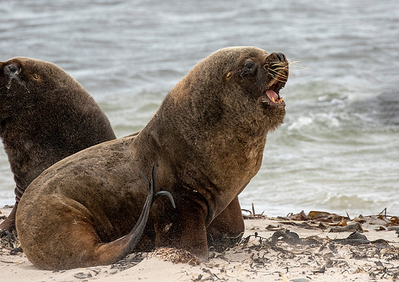 Southern Sea Lion