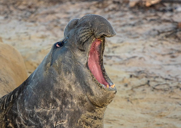 Elephant Seal