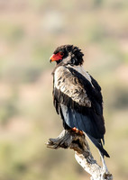 Bateleur