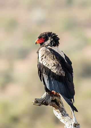 Bateleur