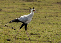 Secretary Bird