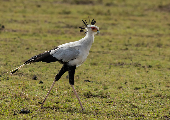 Secretary Bird