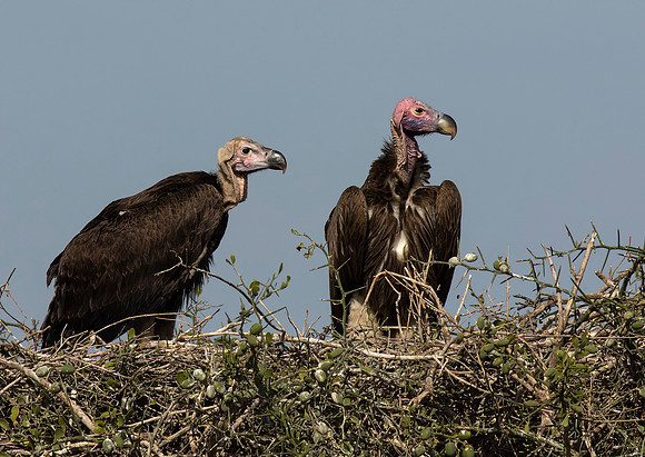 Lappet Faced Vultures on nest