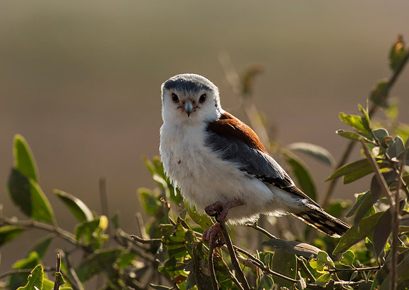 Pygmy Falcon